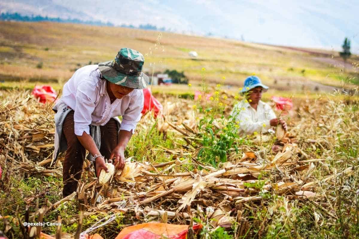 campesinos colombianos trabajando