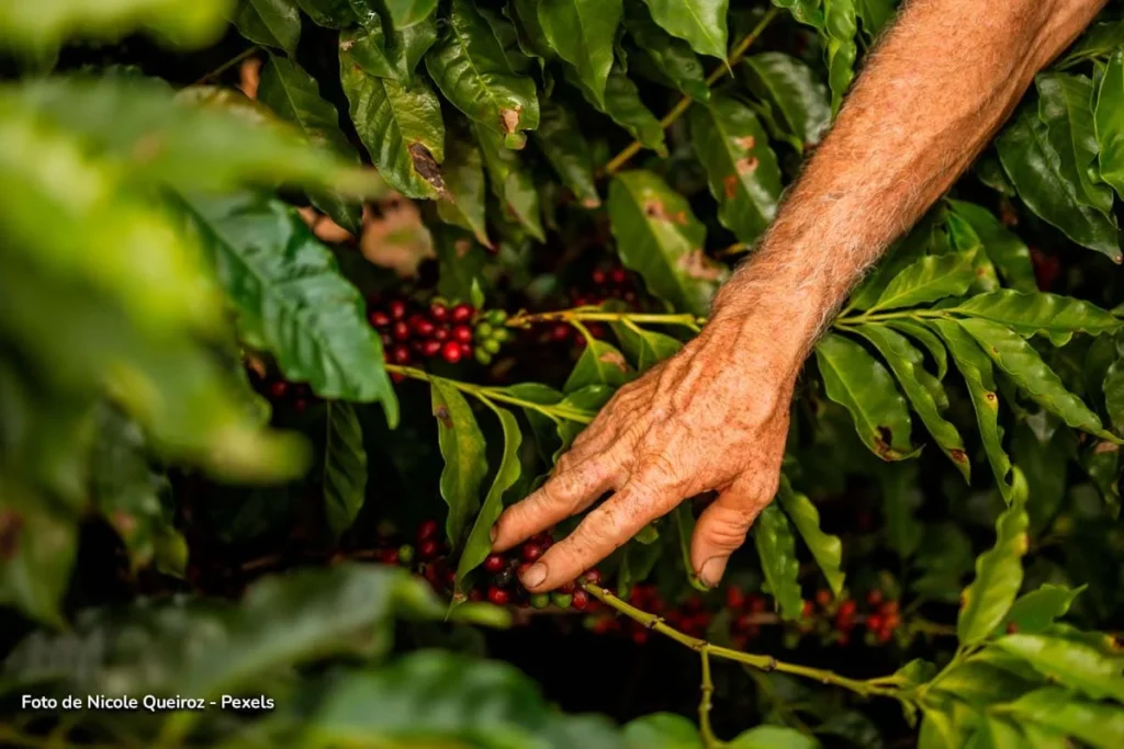 Flores y aguacate con más trabas para entrar al viejo continente tras 12 años del TLC Colombia Unión Europea 2 Mano de caficultor recolectando cerezas de café, símbolo de exportaciones colombianas.
