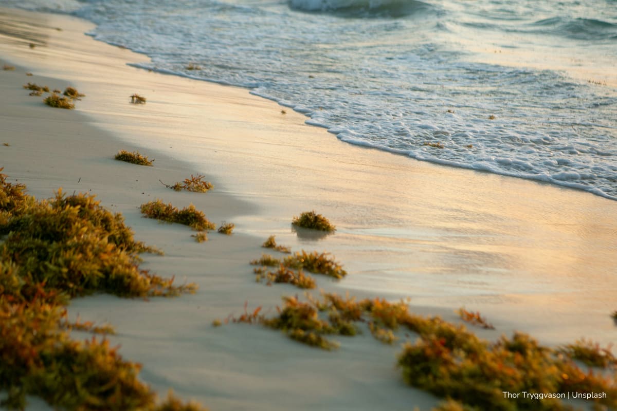 restauración de manglares, isla de San Andrés, sargazo en la playa, Más Colombia