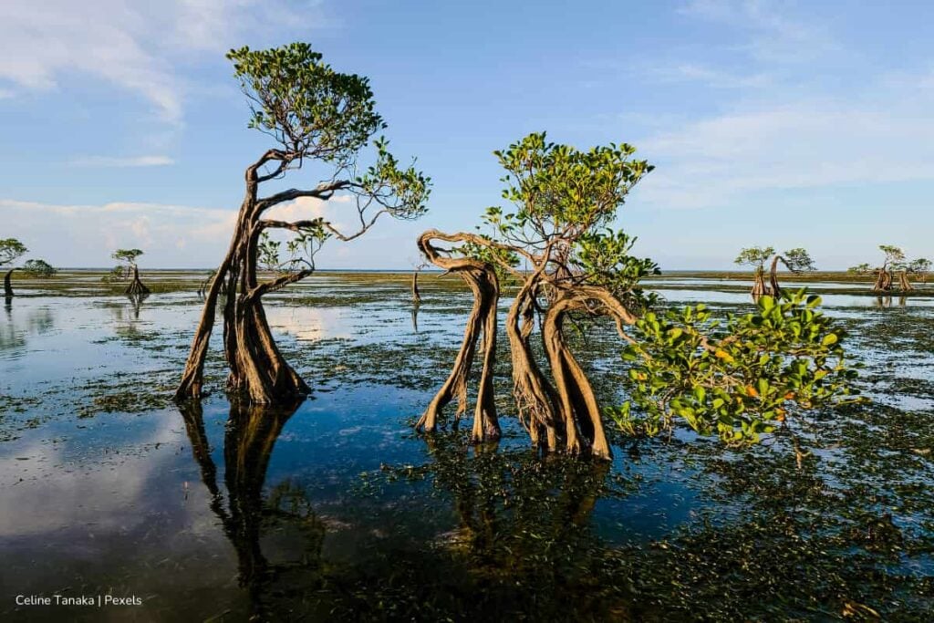 restauración de manglares, isla de San Andrés, zona más expuesta a la fuerza del mar, Más Colombia