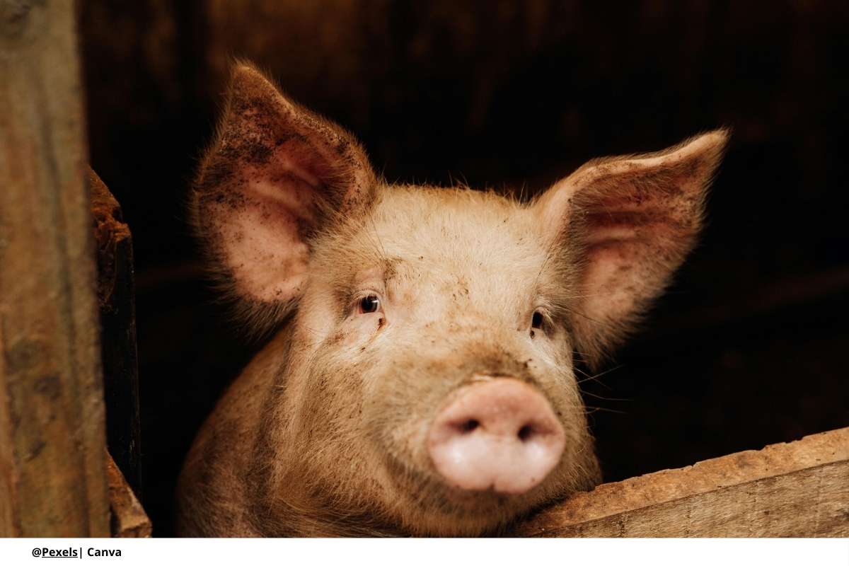 El blindaje de Colombia contra la peste porcina africana: 5 claves 1 Peste Porcina Africana Colombia