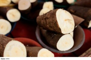 Yuca brava: peligros y su correcto procesamiento en Colombia