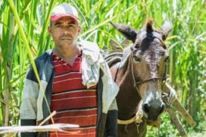 El empleo rural en Colombia y la migración a las ciudades