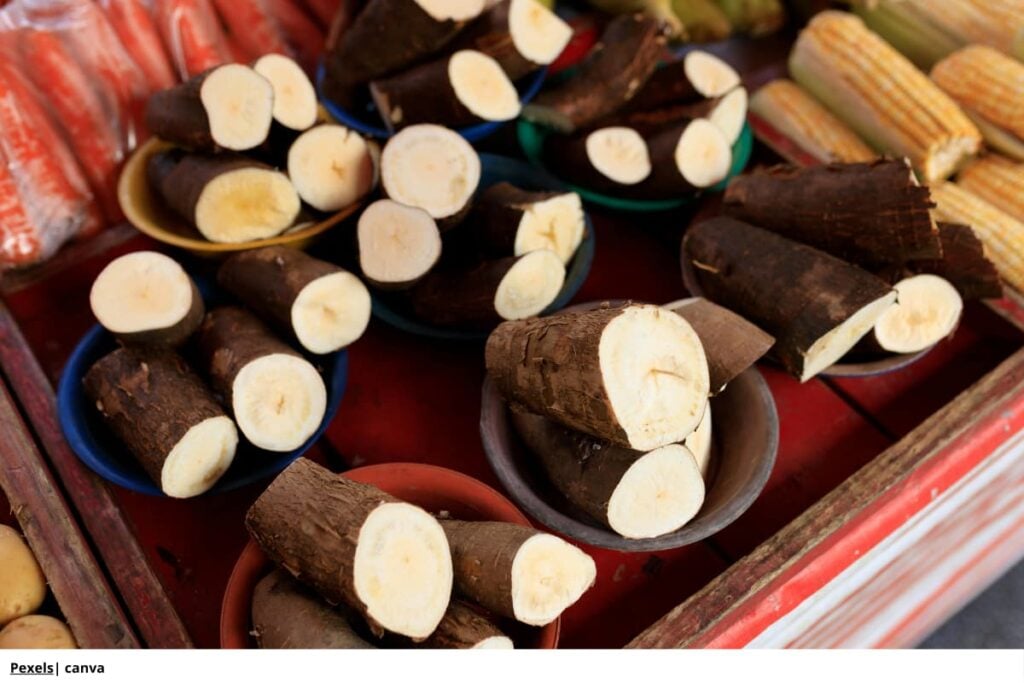 Yuca brava: peligros y su correcto procesamiento en Colombia 2 Cianuro yuca brava