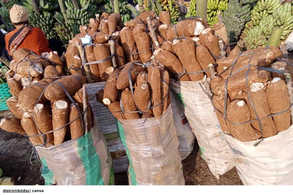 Yuca brava: peligros y su correcto procesamiento en Colombia 3 Procesamiento yuca