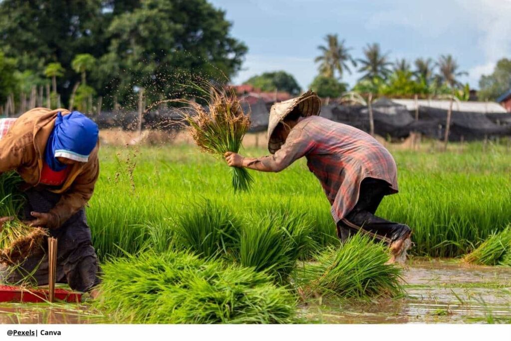 Acuerdo sector arrocero Colombia