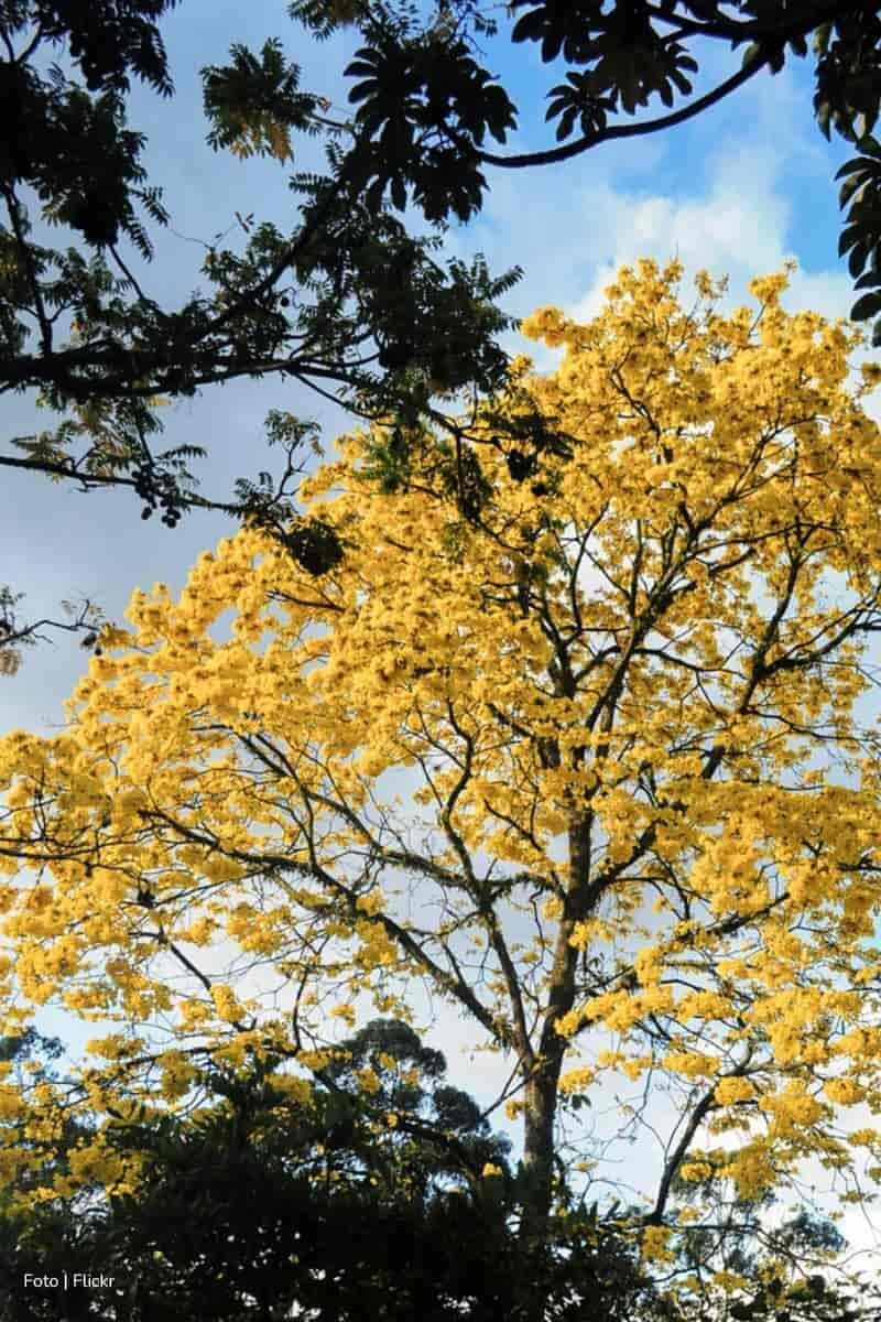 fenómeno natural, Árbol amarillo florecido, Más Colombia