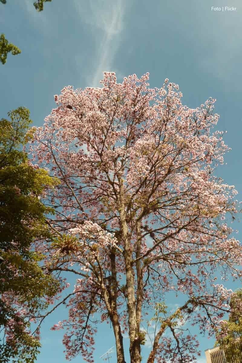 fenómeno natural, Árbol de ocobos, Más Colombia