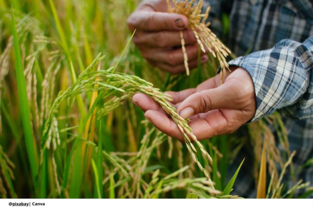Consejo Nacional del Arroz