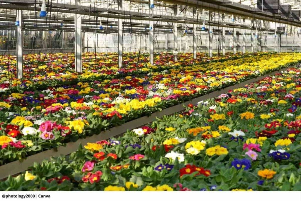Exportaciones flores Colombia