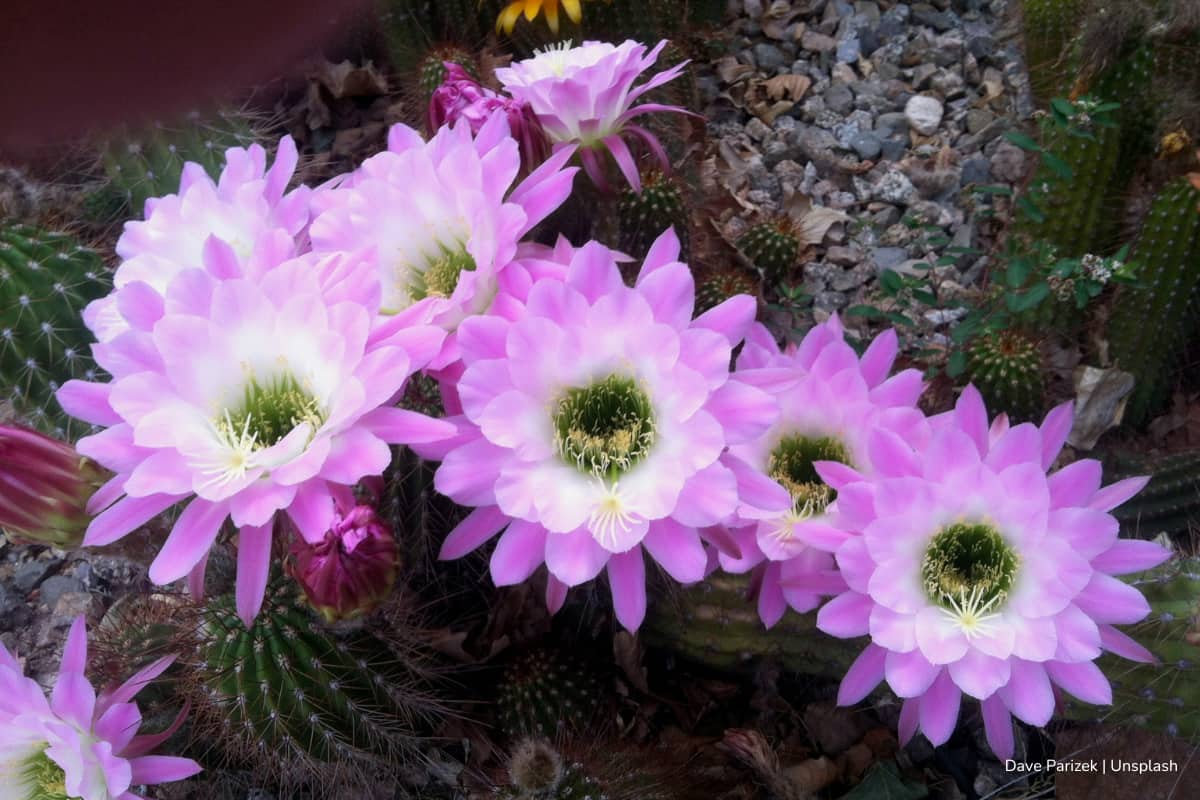 fenómeno natural, Fenómeno natural en Desierto de Atacama, Más Colombia