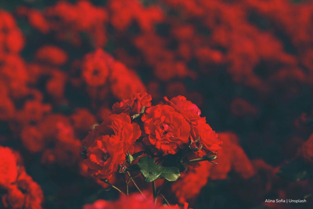 Día del Amor y Amistad, Flores para celebrar, Más Colombia