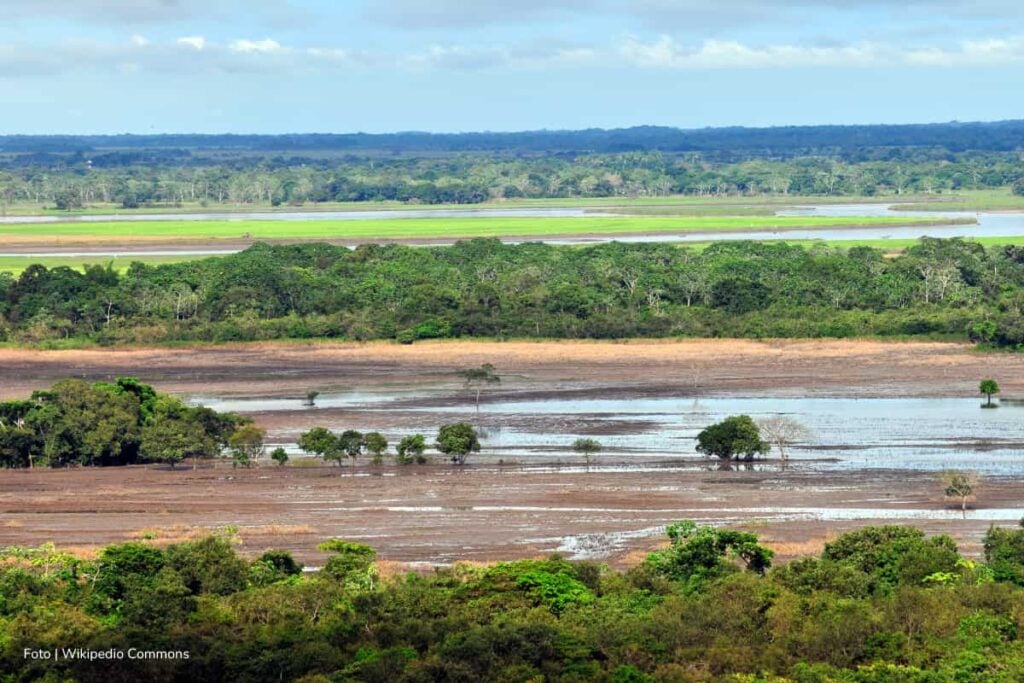 ganadería en Colombia, Llanos de Colombia, Más Colombia