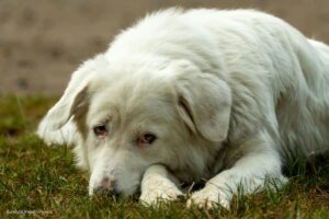 atención veterinaria virtual, TeleVet,Perro que necesita atención veterinaria, Más Colombia