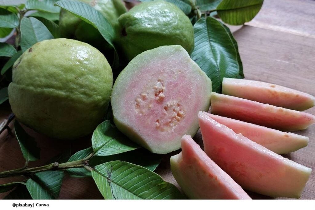 El potencial de la industria de la guayaba en Colombia 2 Potencial guayaba