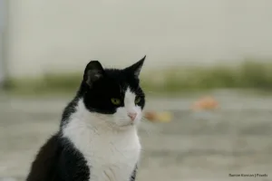 adopción de perros, Requisitos para adopción responsable, Más Colombia