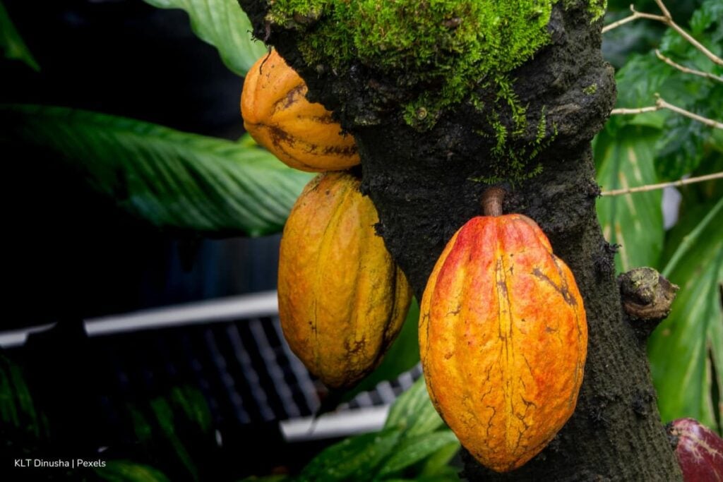 detección de hongos en cultivos, cultivos enfrentan una amenaza silenciosa, Más Colombia