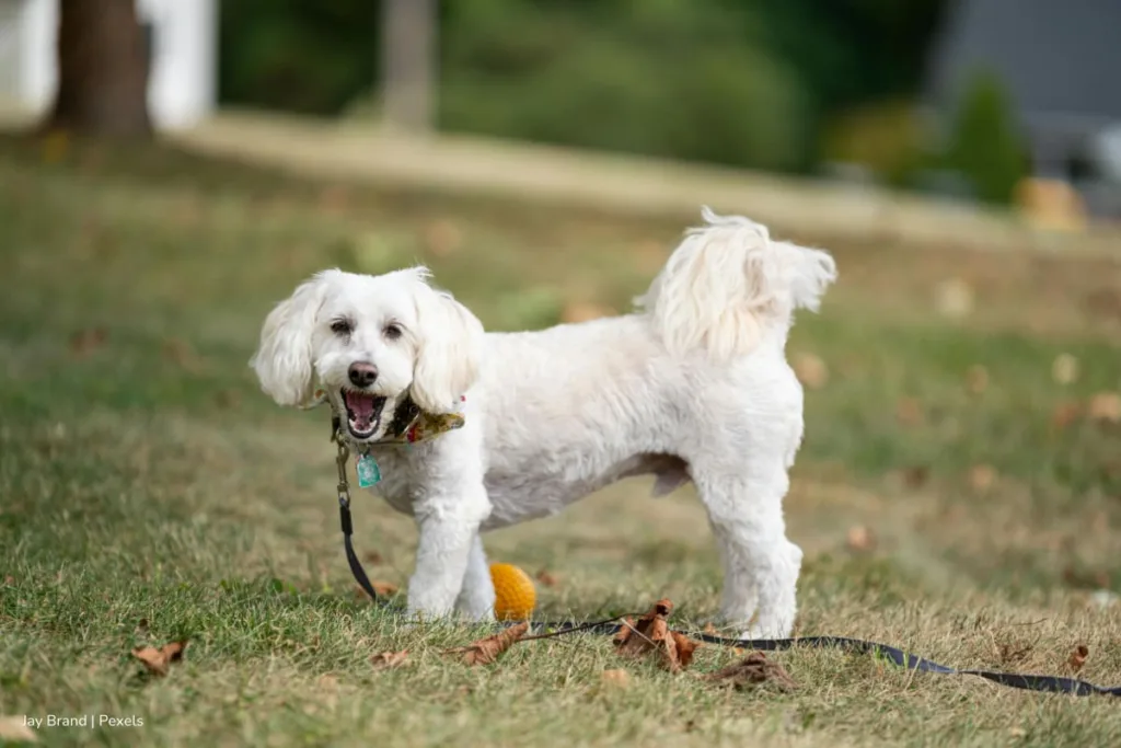 adopción de perros, mascotas buscan un nuevo hogar, Más Colombia