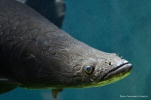 pez pirarucú, pez gigante del Amazonas, pez pirarucú, utilizado para la moda, Más Colombia