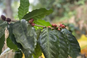 El café colombiano vive una bonanza histórica en 2025: estas son las oportunidades que puede aprovechar