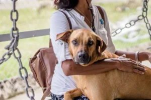 Qué leyes protegen a los animales en Colombia y cómo denunciar maltrato leyes que protegen a los animales en Colombia