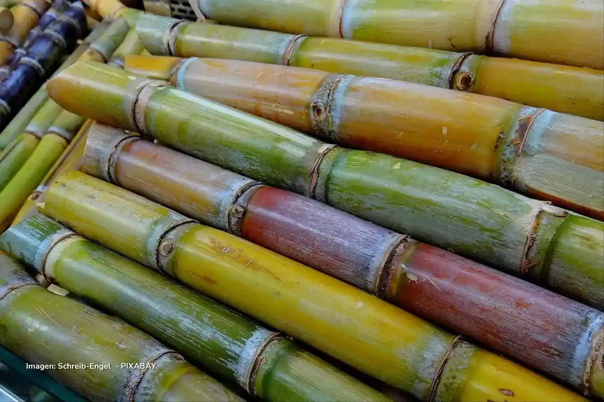 caña de azúcar caña de azúcar