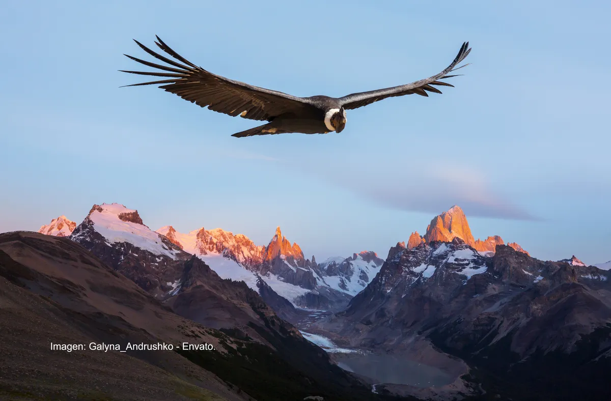 avistamiento de aves en Colombia avistamiento de aves en Colombia