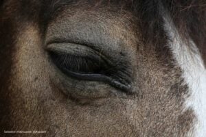 maltrato animal, Caballo expuesto a estrés y maltrato en bar de Bogotá, Más Colombia