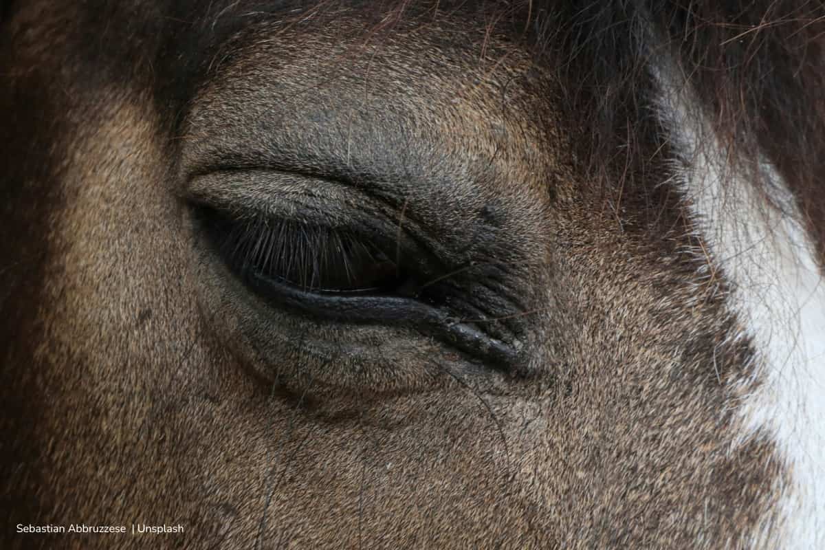 maltrato animal, Caballo expuesto a estrés y maltrato en bar de Bogotá, Más Colombia