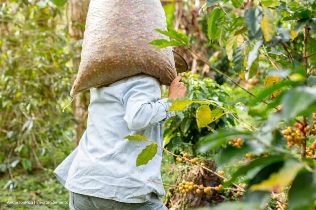 café de Colombia, Caficultor llevando al hombro bulto de café, Más Colombia