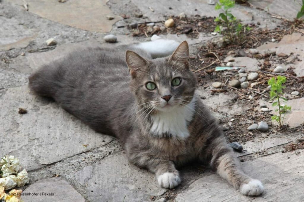 maltrato animal, Cuidado de los animales, Más Colombia