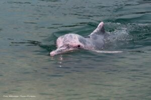 contaminación de mercurio, Delfines rosados enfermos por contaminación de mercurio, Más Colombia