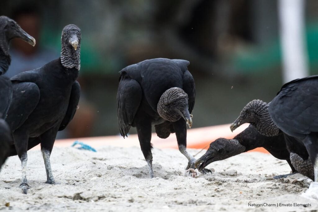 animales negros, Halloween, mitos sobre los animales, Gallinazo o chulo, uno de los animales negros, Más Colombia