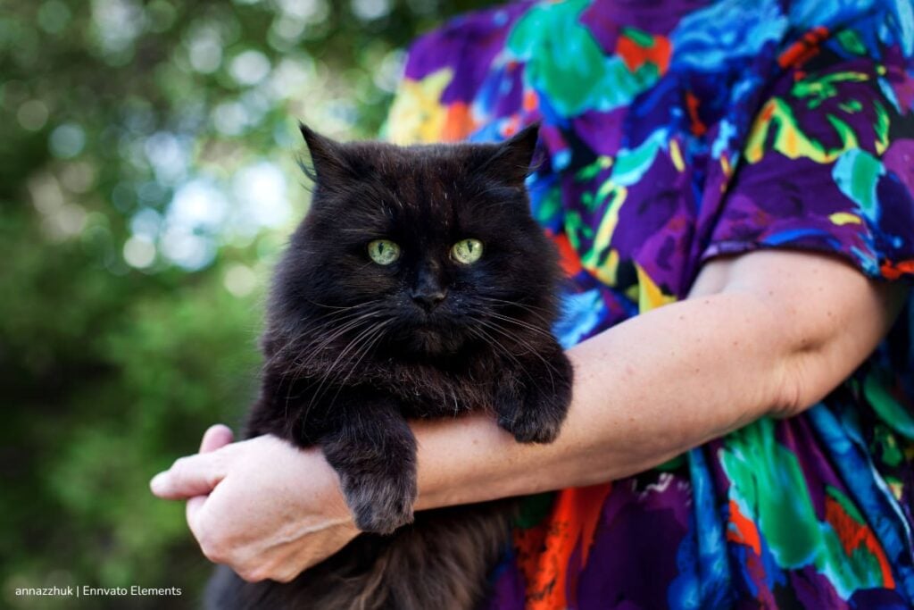 animales negros, Halloween, mitos sobre los animales, Gatos negros, Más Colombia