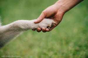 La Ley Empatía es una realidad: ahora colegios deberán enseñar protección y bienestar animal 21 Ley Empatía, educación sobre protección animal, Ley Empatía es una realidad para educar desde las escuelas, Más Colombia