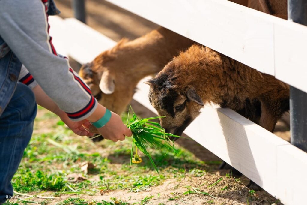 La Ley Empatía es una realidad: ahora colegios deberán enseñar protección y bienestar animal 3 Ley Empatía, educación sobre protección animal, Niños alimentando cabras, Más Colombia