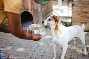 voluntariado en protección animal, Perrito callejero al que le ofrecen comida, Más Colombia