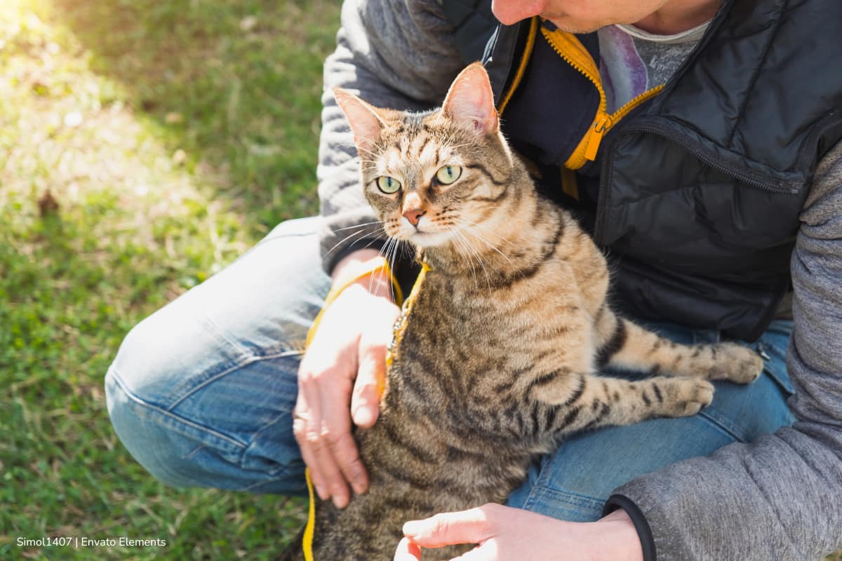 Llega PyBAFest 2025 a Bogotá: jornadas de adopción de animales y actividades para toda la familia 1 adopción de animales, PyBAFest 2025, Persona adoptando gatico, Más Colombia