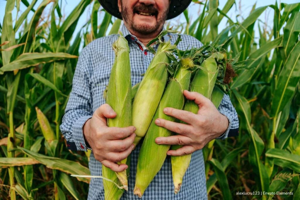 Cultivos de maíz en Cumaribo podrán vigilarse desde el espacio gracias a tecnología satelital creada por colombianos 3 cultivos de maíz, Persona que cultiva maíz, Más Colombia