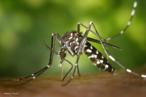 casos de dengue en 2025, Picaduras de mosquito de dengue, Más Colombia