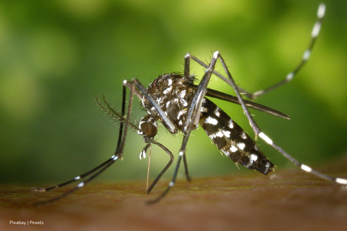 Estudio de la UNAL alerta sobre aumento de casos de dengue en 2025 si no se refuerzan las medidas de prevención 1 casos de dengue en 2025, Picaduras de mosquito de dengue, Más Colombia