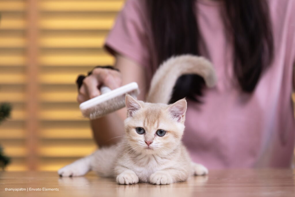 Llega PyBAFest 2025 a Bogotá: jornadas de adopción de animales y actividades para toda la familia 4 adopción de animales, PyBAFest 2025, Productos para peinar a los gatos, Más Colombia