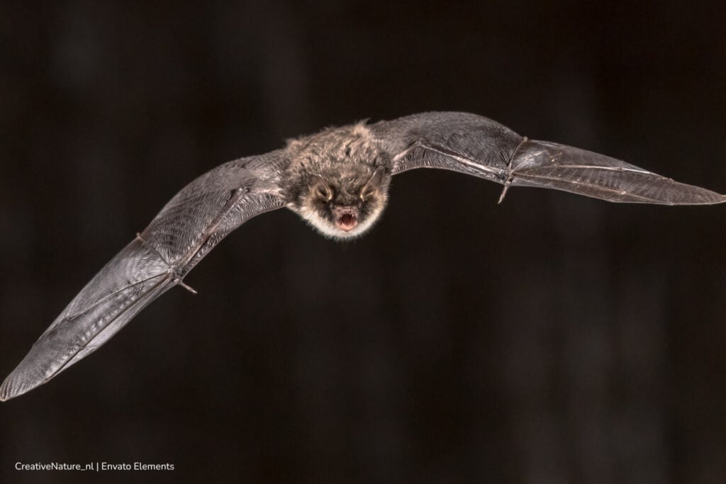 animales negros, Halloween, mitos sobre los animales, Protección para los murciélagos en Halloween, Más Colombia