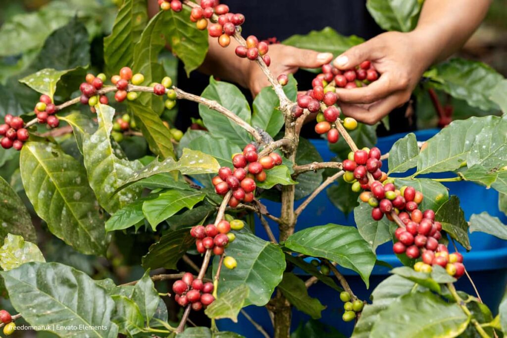 Crisis en el sector: el café de Colombia ya no se paga como antes debido a mezclas con café importado 3 café de Colombia, Recolección de café colombiano, Más Colombia