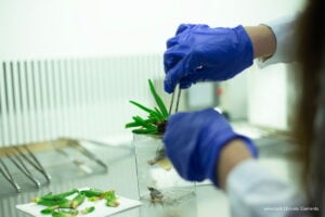 Científicos de la UNAL descubren en la Amazonia especies con potencial para producir antibióticos naturales 7 antibióticos naturales, cultivo de especies de cianobacterias para crear antibióticos naturales, Más Colombia