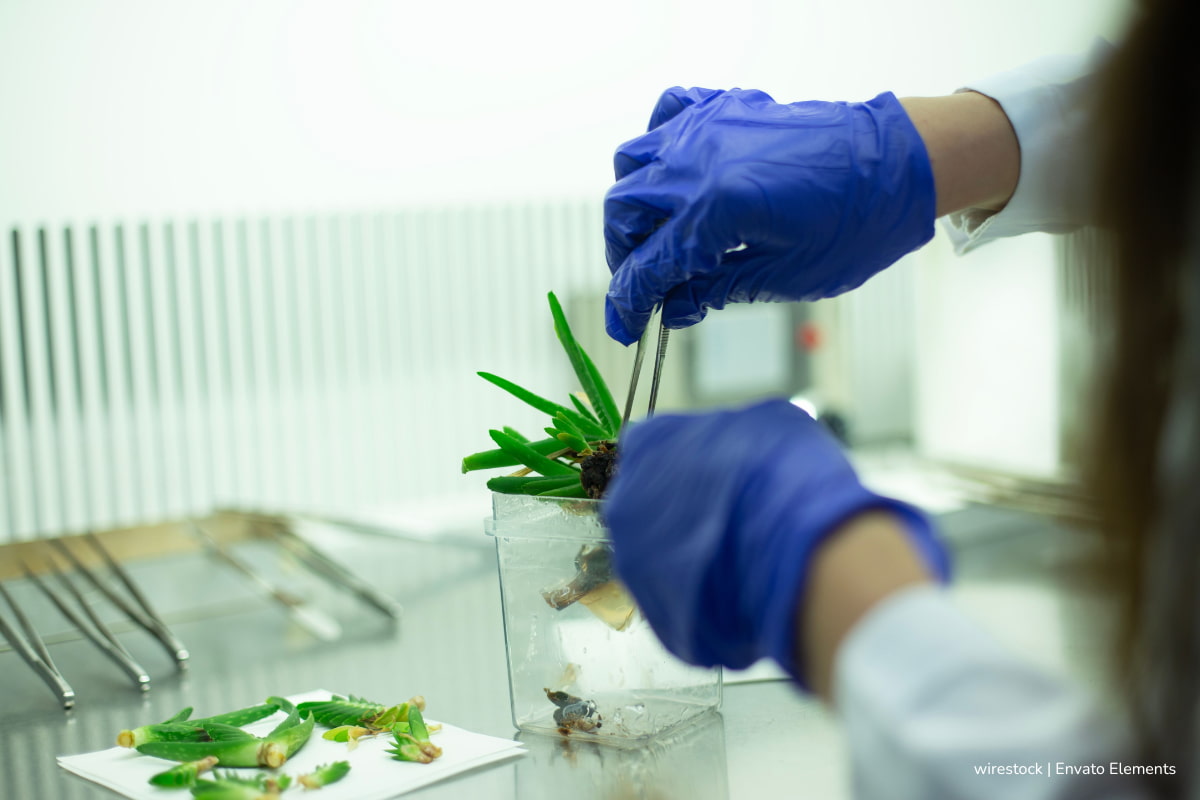 antibióticos naturales, cultivo de especies de cianobacterias para crear antibióticos naturales, Más Colombia