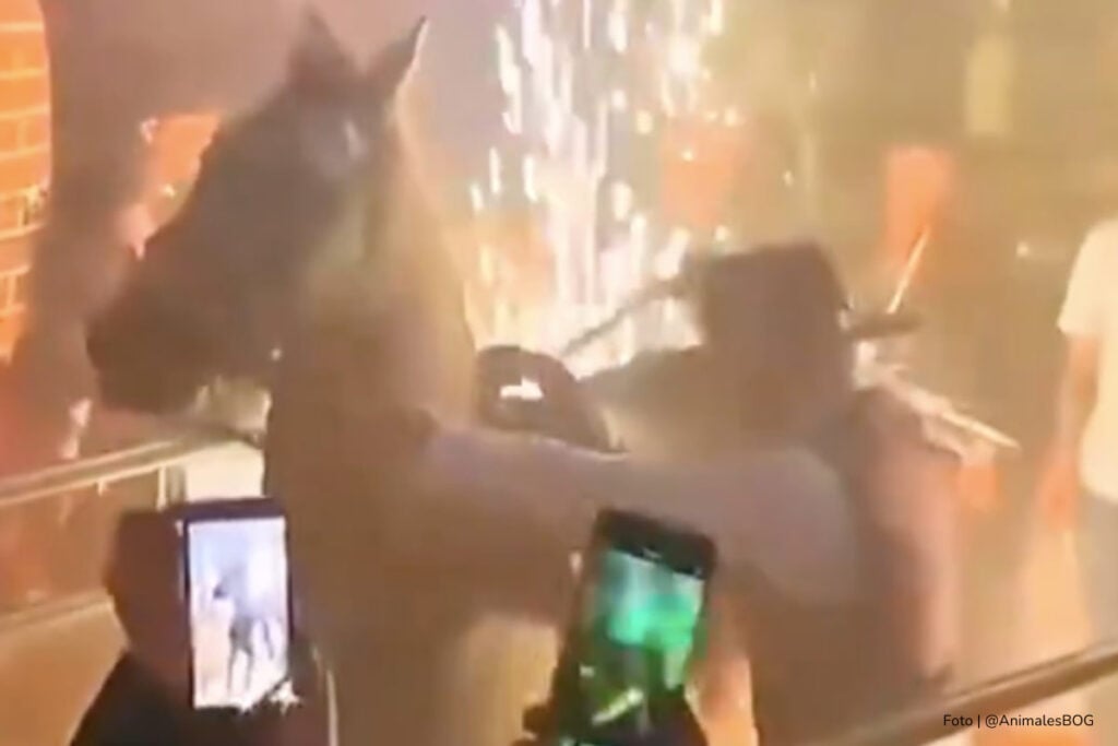 maltrato animal, maltrato animal por hombre que lleva a caballo a un bar en Bogotá, Más Colombia