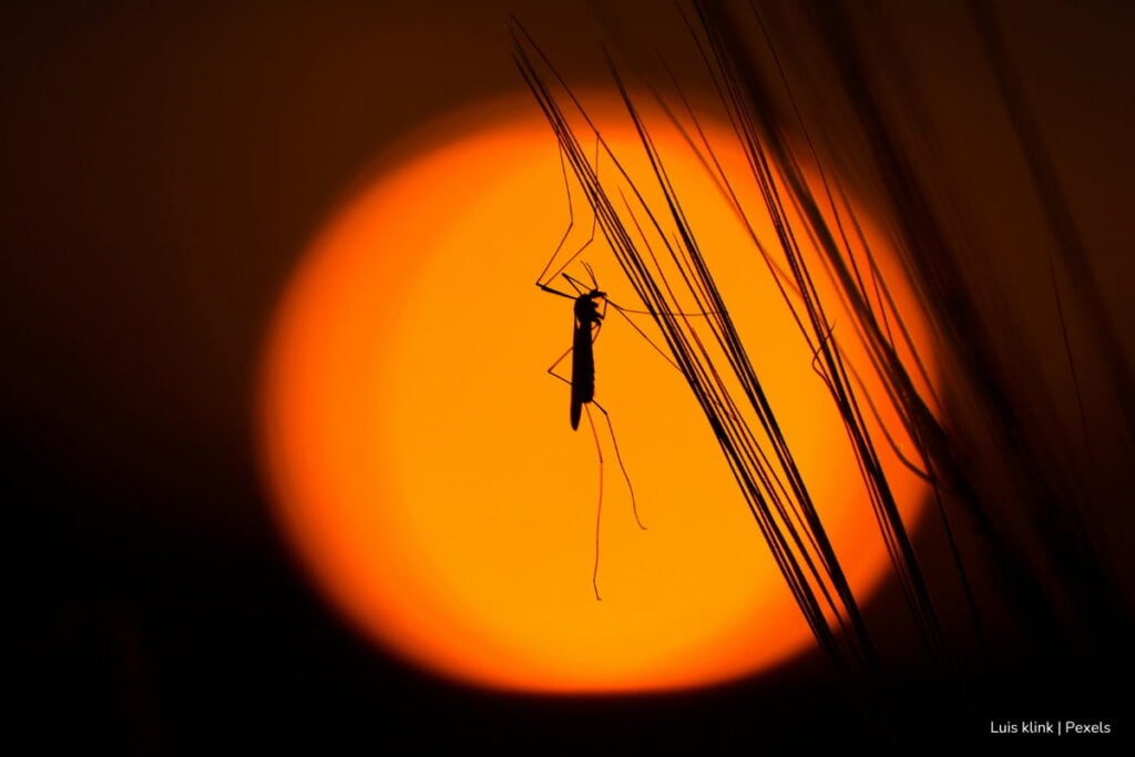 Estudio de la UNAL alerta sobre aumento de casos de dengue en 2025 si no se refuerzan las medidas de prevención 3 casos de dengue en 2025, mosquito Aedes aegypti, Más Colombia