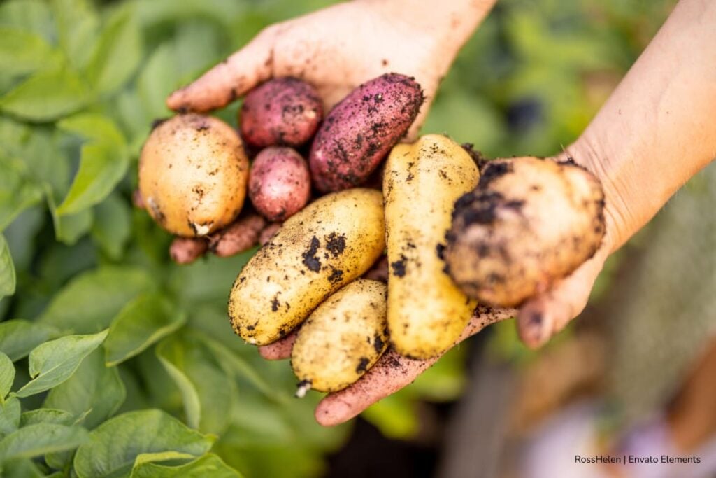 papa criolla, reducir el uso de fertilizantes en papa criolla, Más Colombia