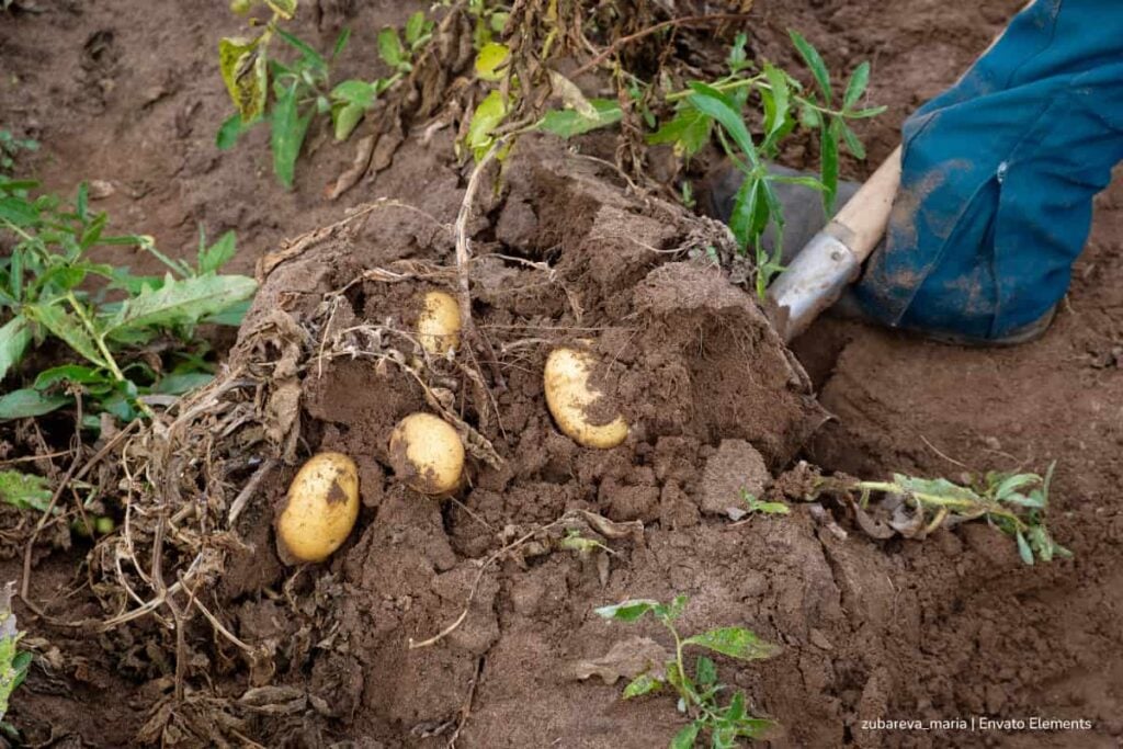 papa criolla, variedad Phureja, conocida como yema de huevo, Más Colombia